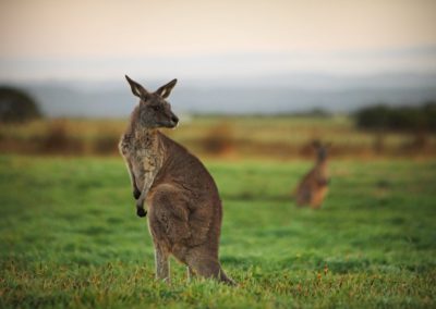 Kangaroo_early_morning_medium_lg